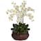 2.5ft. Potted Large Moth Orchid Arrangement, Cream